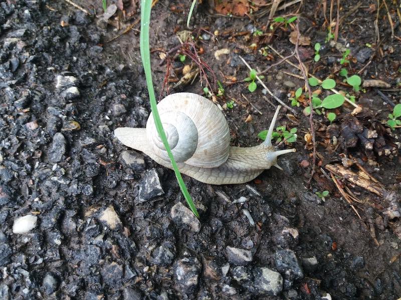 picture of a snail on wet asphalt